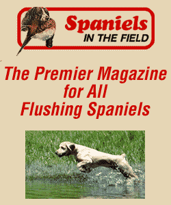Spaniel in the Field 