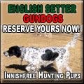 Innishfree Kennels - Setter Litter