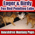 Innishfree Kennels - Birdy Labs