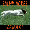 Salmy Kennels