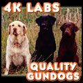 4K Labradors