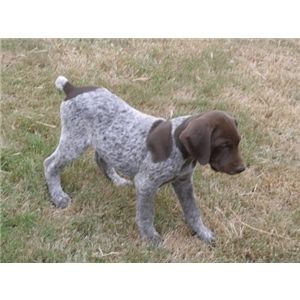 GSP Liver & White ticked * Oregon * - Ad #31106