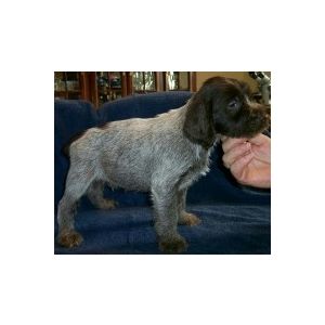 wirehaired pointing griffon puppies price wirehaired pointing griffons puppies michigan ad 51924 wirehaired pointing griffon puppies price wirehaired pointing griffons puppies michigan ad 51924