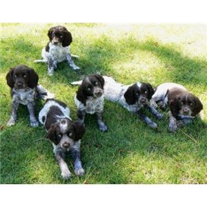 wachtelhund puppies for sale