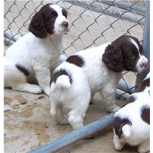 field springer spaniel puppies for sale chion field bred springer spaniel puppies for sale ad 64964 field springer spaniel puppies for sale chion field bred springer spaniel puppies for sale ad 64964