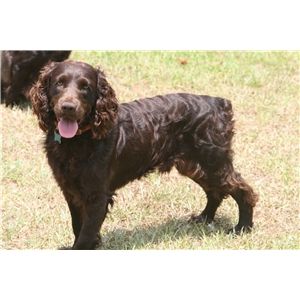 boykin spaniel puppies for sale in ga bss registered boykin spaniel puppies ad 65184 boykin spaniel puppies for sale in ga bss registered boykin spaniel puppies ad 65184