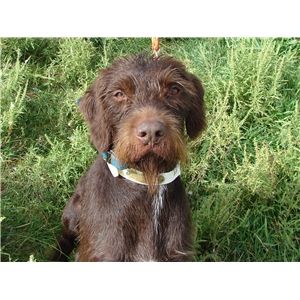 pudelpointer puppies for sale pudelpointer puppies ad 67794 pudelpointer puppies for sale pudelpointer puppies ad 67794