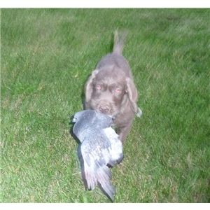 SLOVAKIAN ROUGH HAIRED POINTER