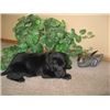 Black lab puppies for sale sioux falls sd
