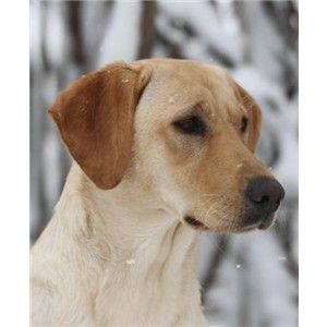 Exeptional Breeding of 2 upcoming Champions - Labrador Retrievers in Menasha, Wi Image