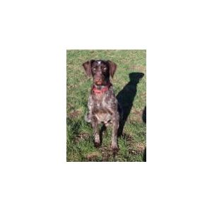 started German wirehair pointer Image
