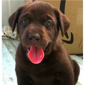 AKC UKC Chocolate and Black retriever pups for sale Image