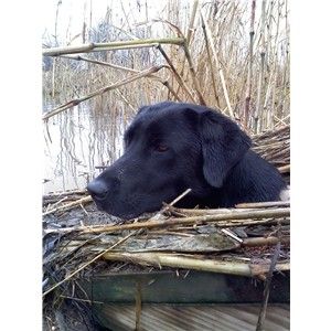 Yellow and Black Labrador Retriever Puppies Image