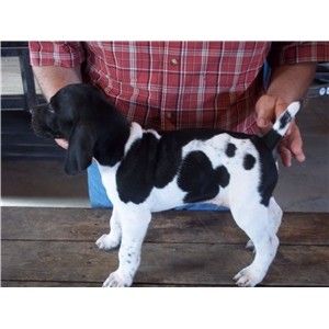 Honker X Willow  Black and White German Shorthair pups Image