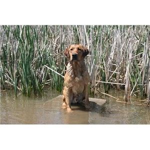 Started AKC Fox Red Male - CA Image