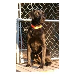 10 MONTHS OLD STARTED DOG Image