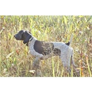 EXCELLENT FIELD TRAIL/NSTRA GSP PUPS Image