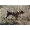 FINISHED GUN DOG Image