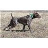AKC/INT CH UKC UJJ UWP GRCH Abbe Lane's What a Riot MH RD  Image