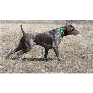 AKC/INT CH UKC UJJ UWP GRCH Abbe Lane's What a Riot MH RD Image