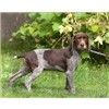 Champ German Shorthaired Pointer 