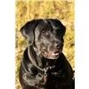 Labrador Retreiver pups available Image