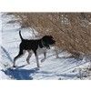 JH available Westwind bloodlines Image