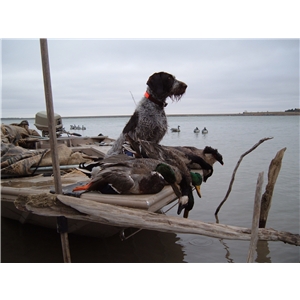 Deutsch Drahthaar Pups for sale - Ad #73382