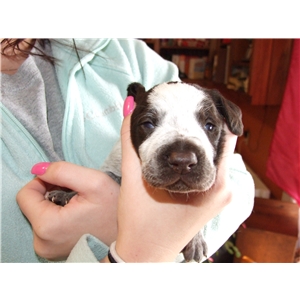 Deutsch Drahthaar Pups for sale - Ad #73382