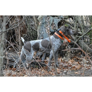 Pheasant Hunting Dogs For Sale Mn Pheasant Hunting Dogs For Sale Mn