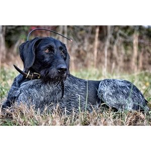 drahthaar puppies for sale drahthaar puppies expected ad 80241 drahthaar puppies for sale drahthaar puppies expected ad 80241