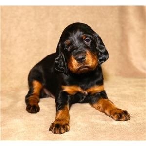 puppies gordon setter hunting dogs