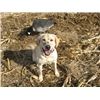 I'm ready for the geese!