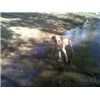 Alexis in the water