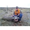 my mule deer