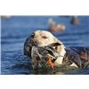 Bo with  a hen shoveler