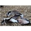 Working Decoy
