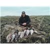 Field Ducks
