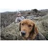 Dirks Best Side