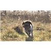 Chukar Retrieve