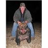 Hog Hunting