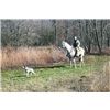 Shooting dog & Handler