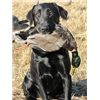 Photo of Black Lab with Mallard