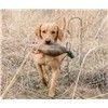 Waterfowl Dog in Training