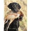 Black Lab with Pheasant - 2010 North Dakota Hunt