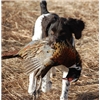 Branka's First Pheasant