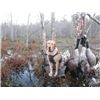 teal with his geese