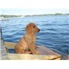 Indy on his pier