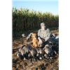 Early Season Geese