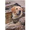 my friends Yellow Lab 